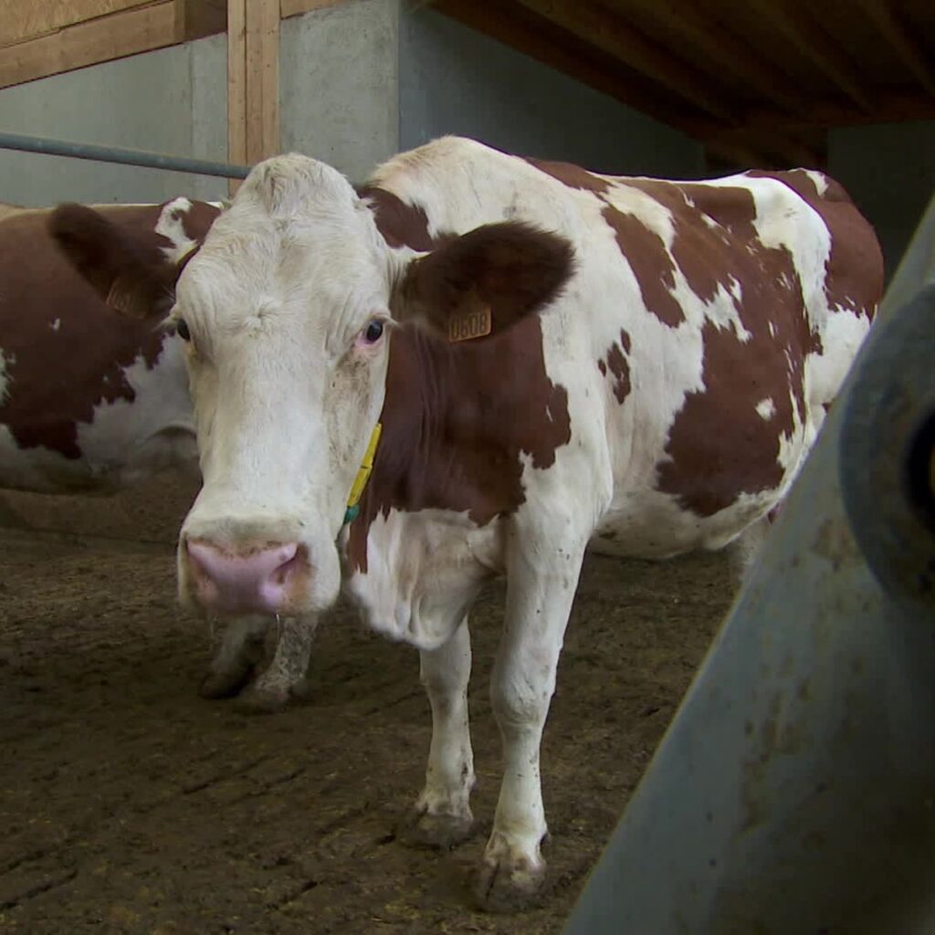 ru dermatose nodulaire contagieuse dnc illustration vaches malades 00 02 18 00 6884f2c4a8df9169008500