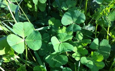 oxalis pain de coucou